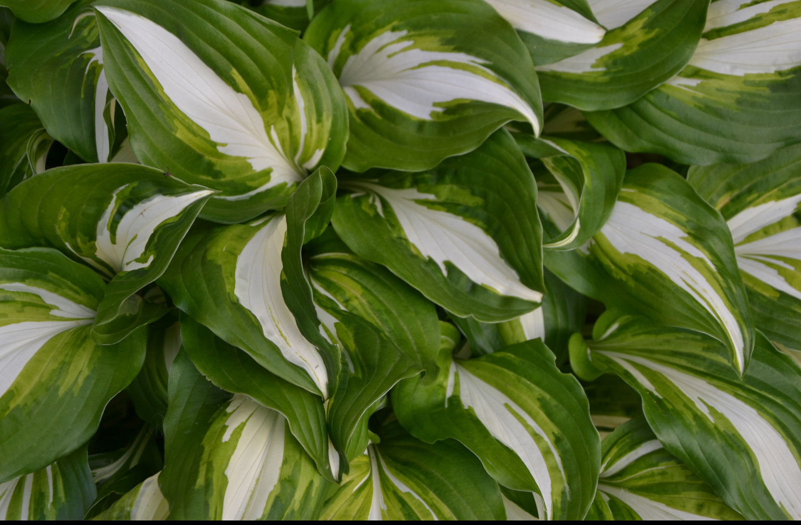 Tapeta hosta