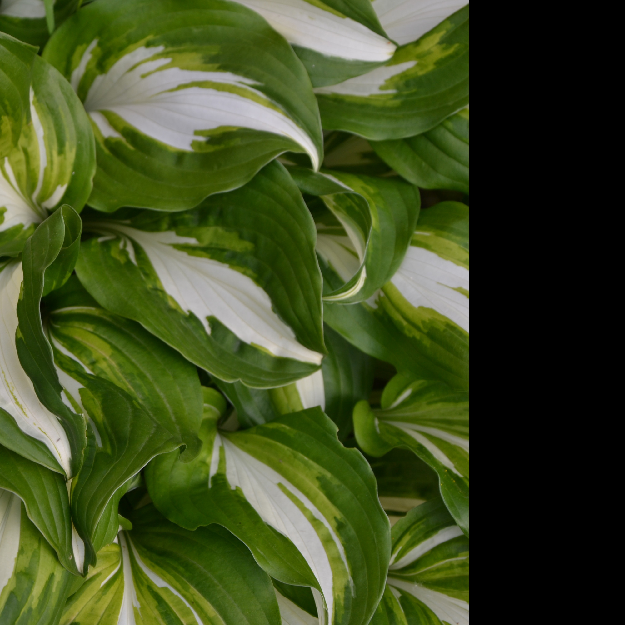 Tapeta hosta