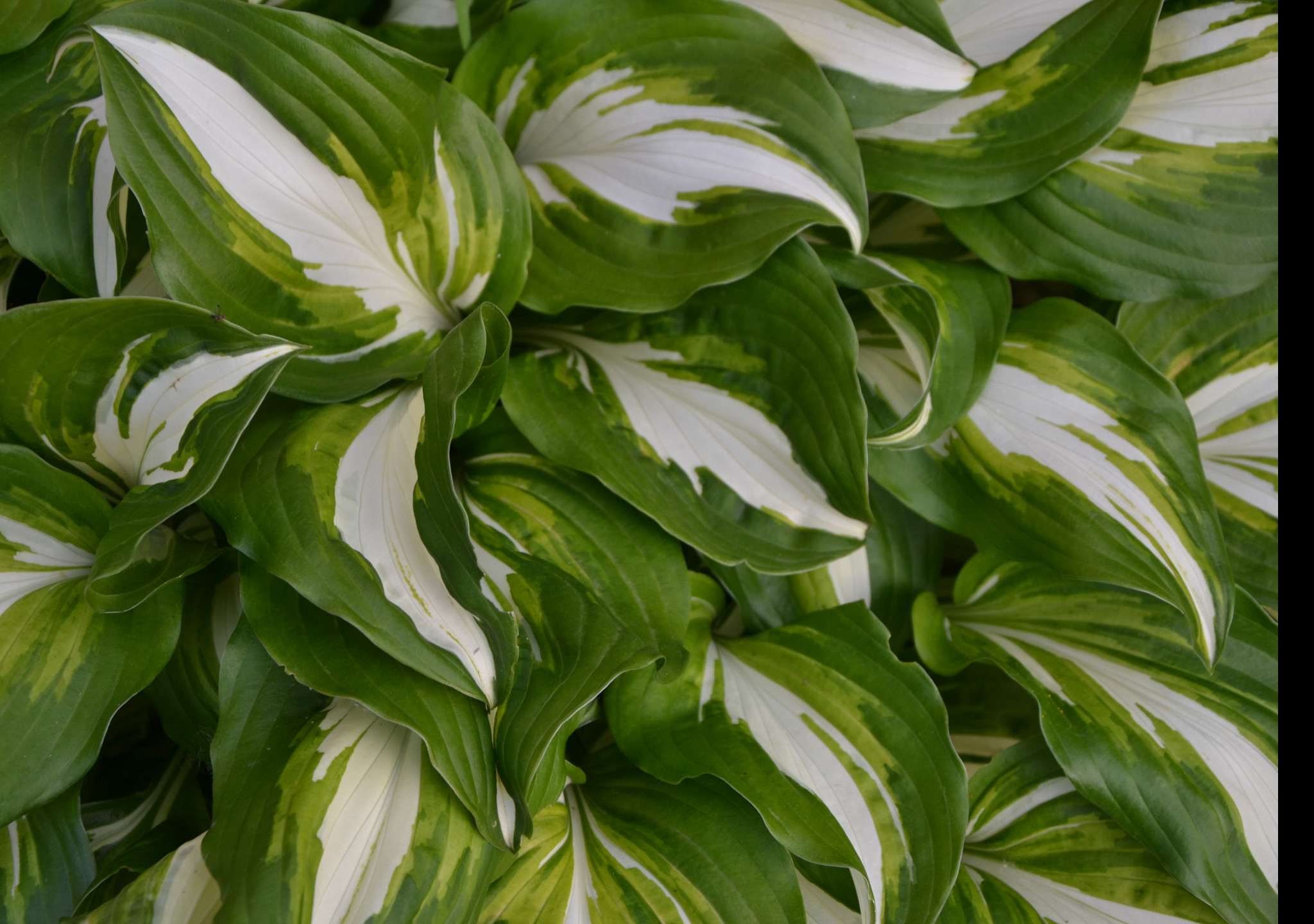 Tapeta hosta