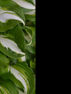 Tapeta hosta