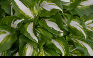 Tapeta hosta