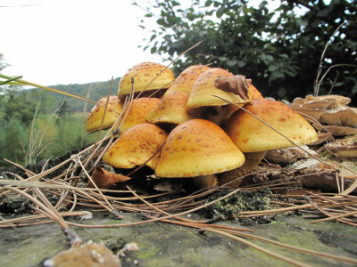 Tapeta: houby na paezu