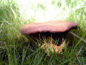 Tapeta Houby a houbičky 16