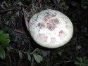 Tapeta Houby a houbičky 8