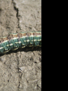 Tapeta housenkoid