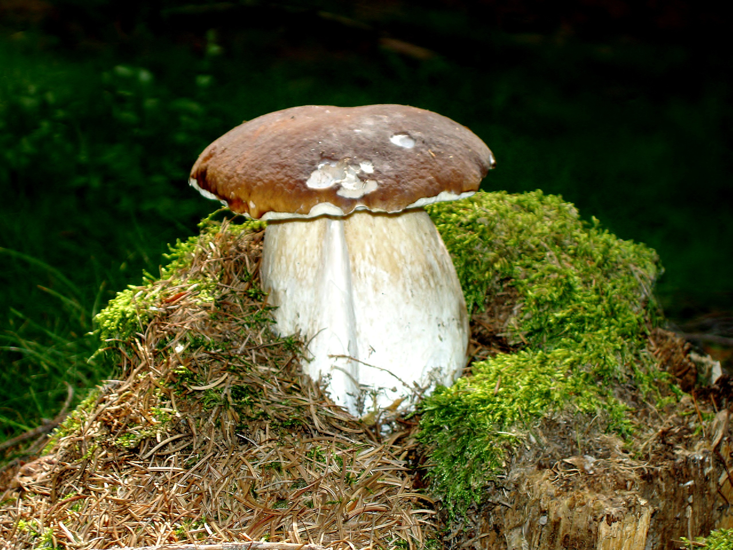 Белые гри. Белый гриб. Белый гриб в природе. Гриб Боровик во мху. Грибы обои.