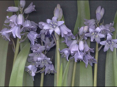 Tapeta: Hyacint