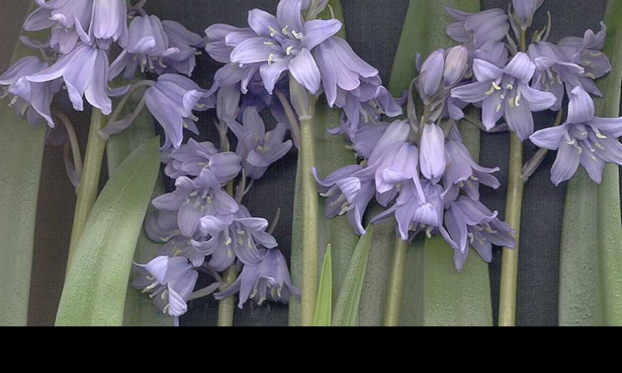 Tapeta hyacint