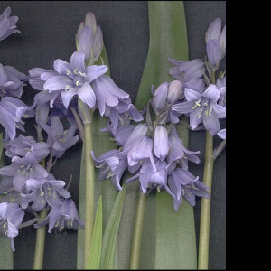 Tapeta hyacint