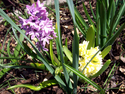 Tapeta: Hyacint fialový a žlutý