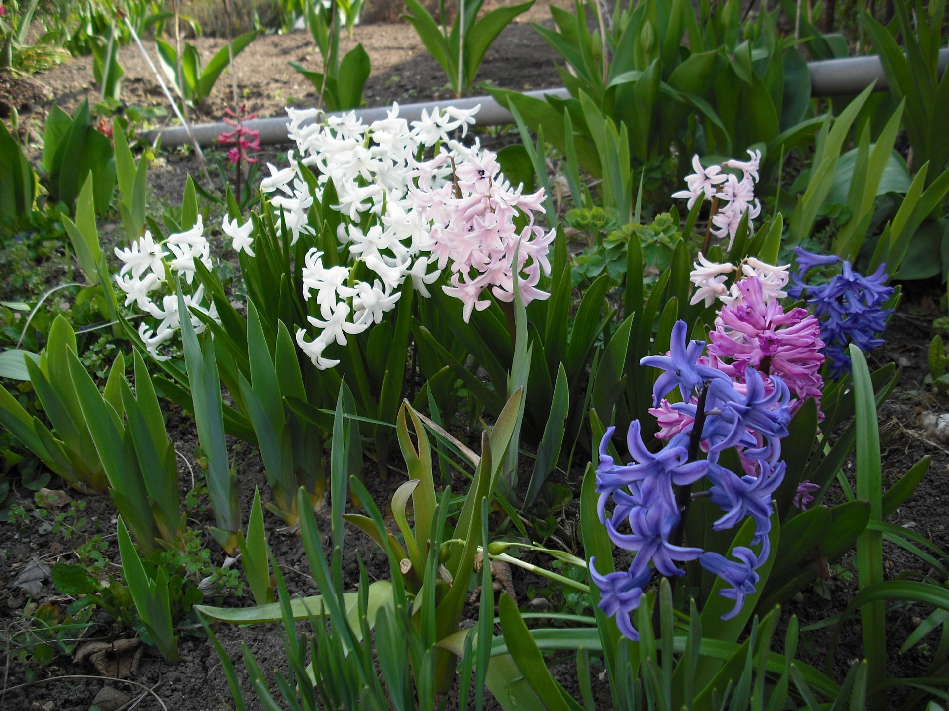 Tapeta hyacinty