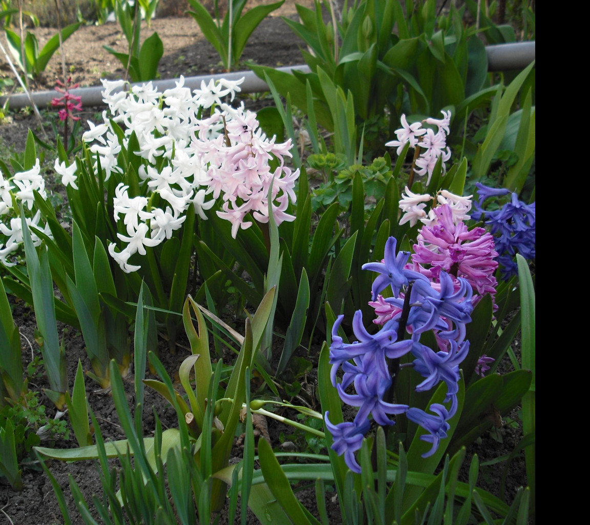 Tapeta hyacinty