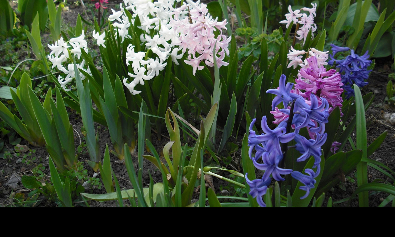 Tapeta hyacinty