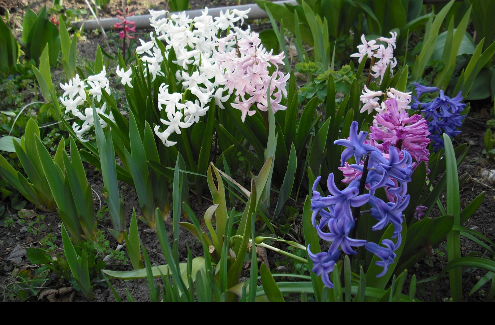 Tapeta hyacinty
