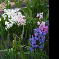 Tapeta hyacinty