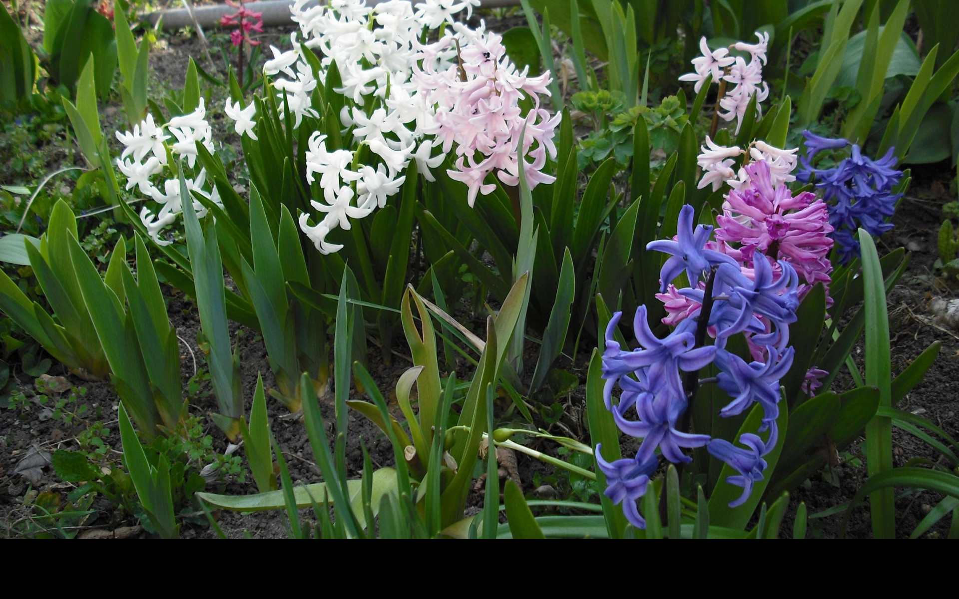 Tapeta hyacinty