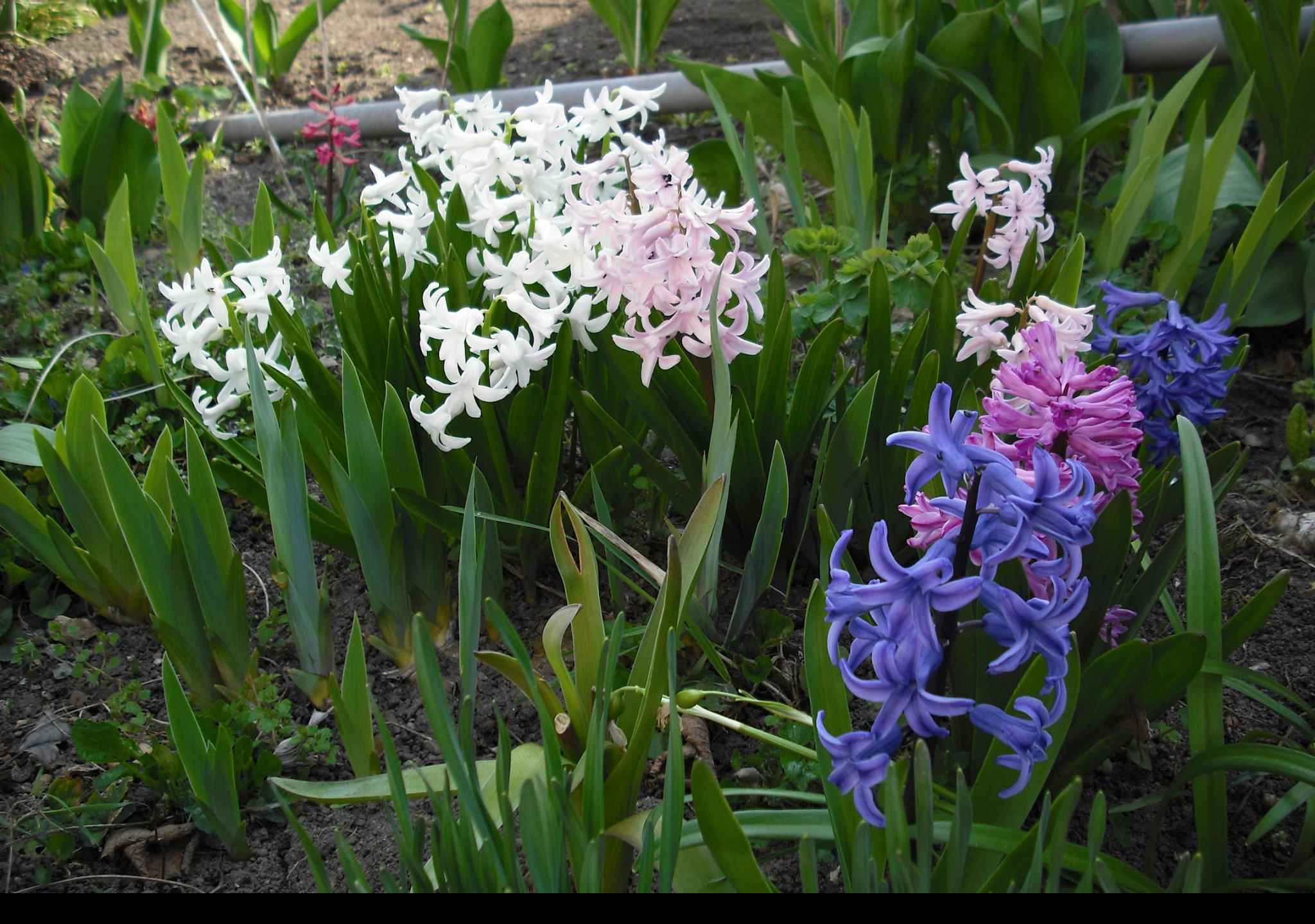 Tapeta hyacinty
