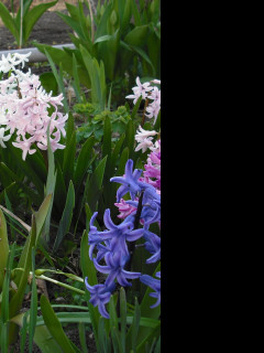 Tapeta hyacinty