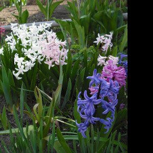 Tapeta hyacinty