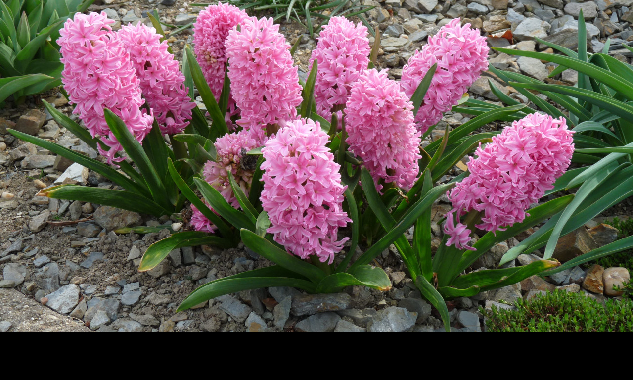 Tapeta hyacinty_