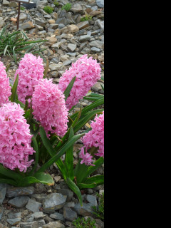 Tapeta hyacinty_