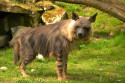 Tapeta Hyena