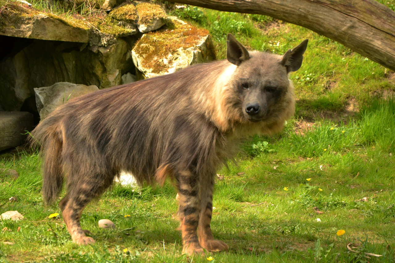 Tapeta hyena