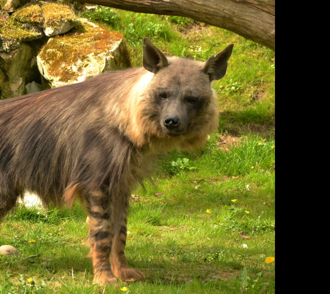 Tapeta hyena