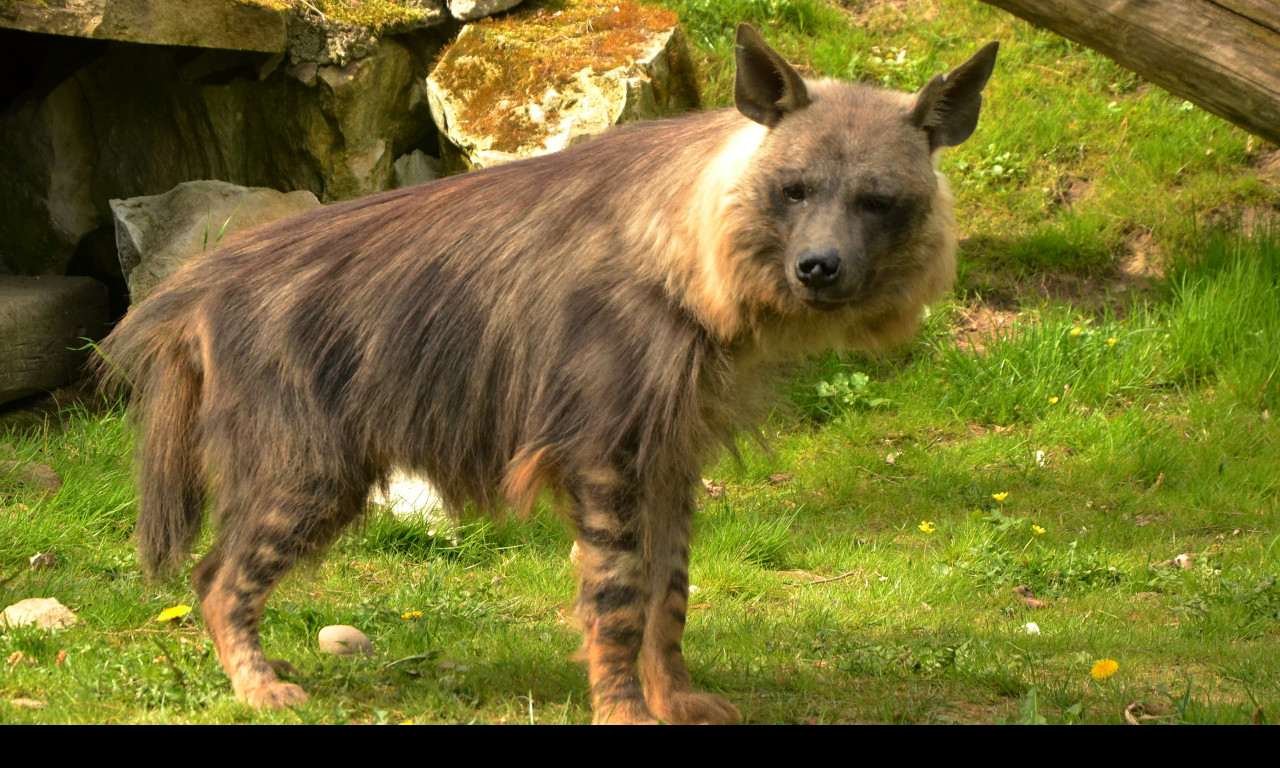 Tapeta hyena