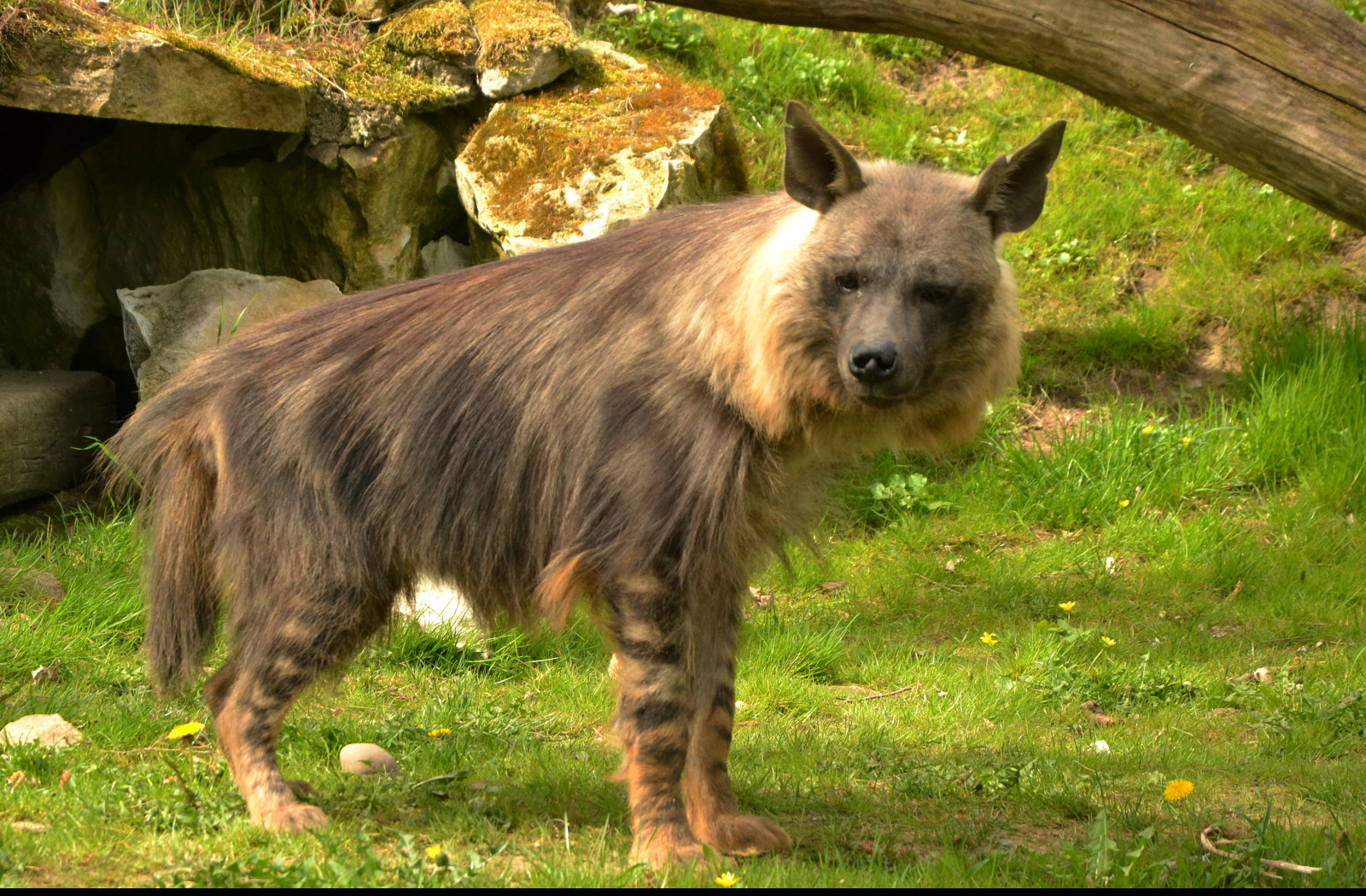 Tapeta hyena