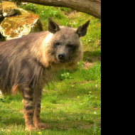 Tapeta hyena