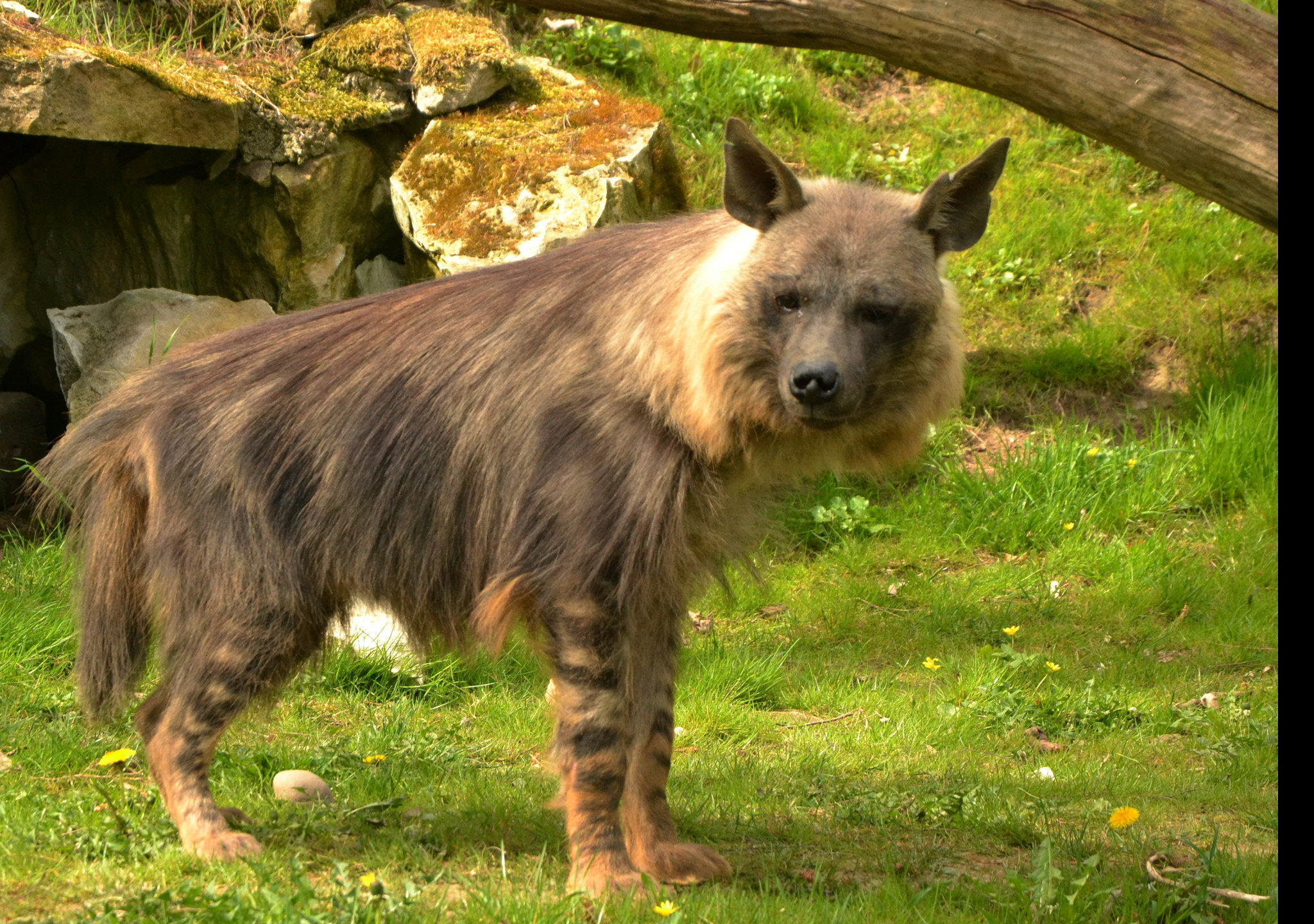 Tapeta hyena