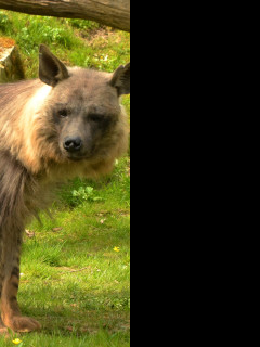 Tapeta hyena