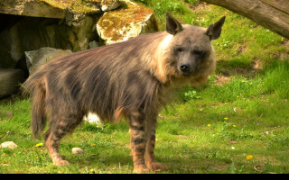 Tapeta hyena