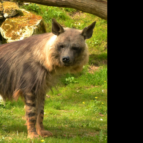 Tapeta hyena