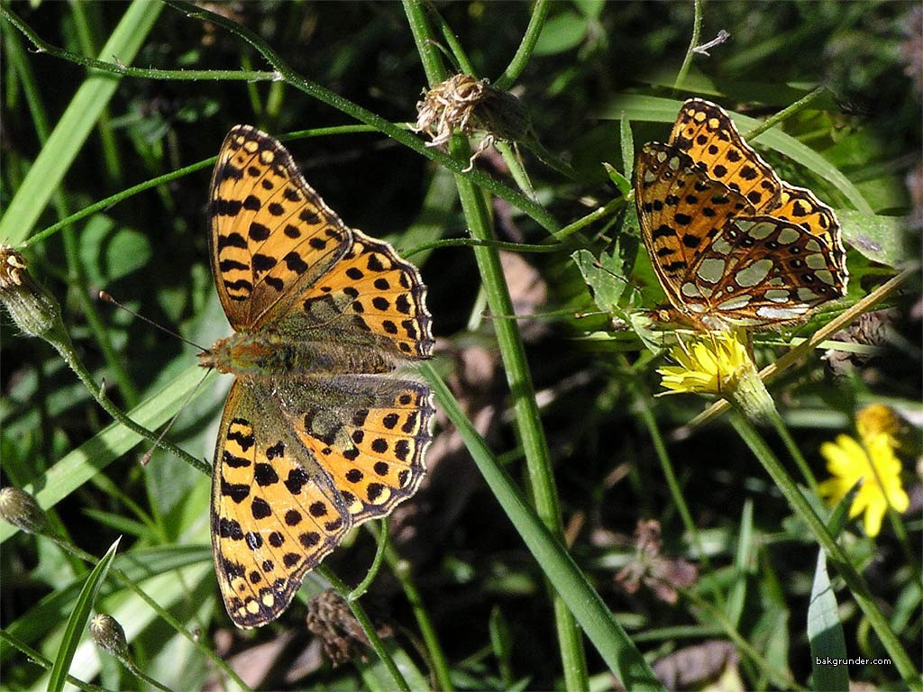 Tapeta issorialathonia