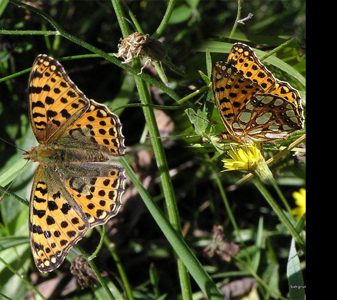 Tapeta issorialathonia