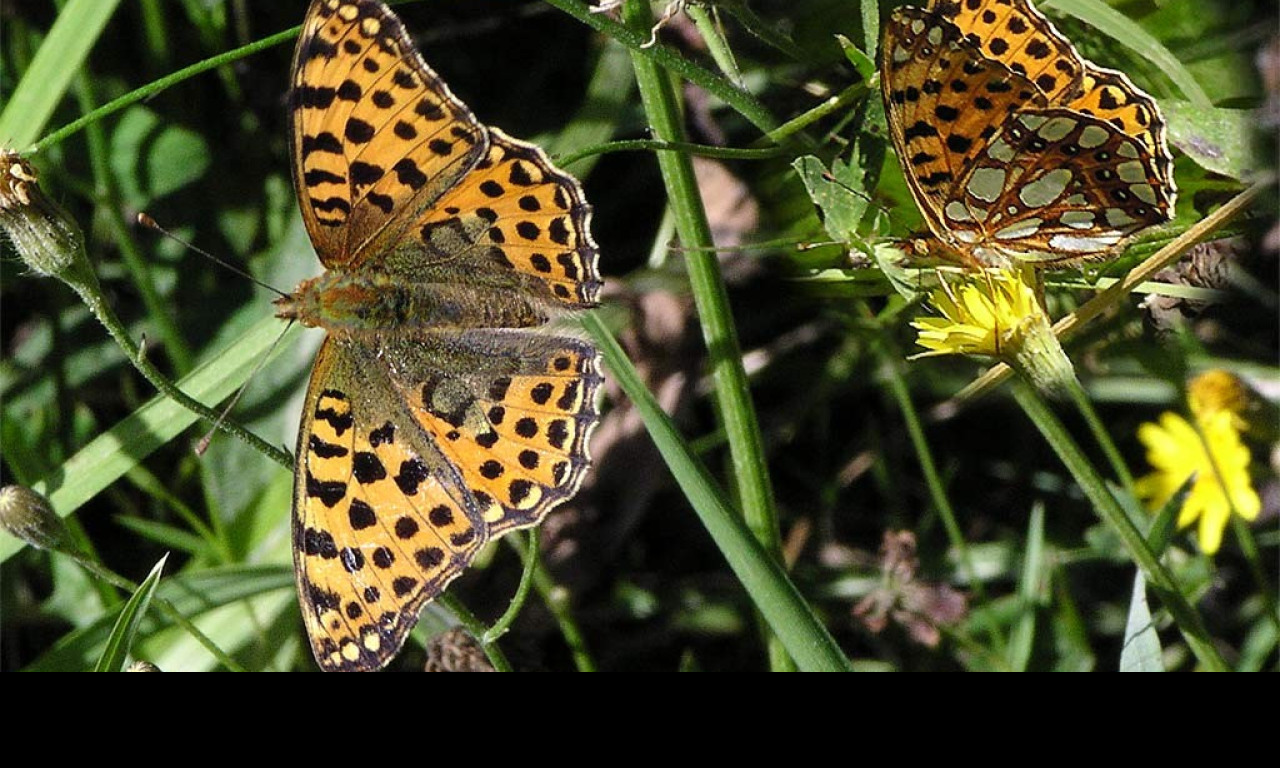 Tapeta issorialathonia