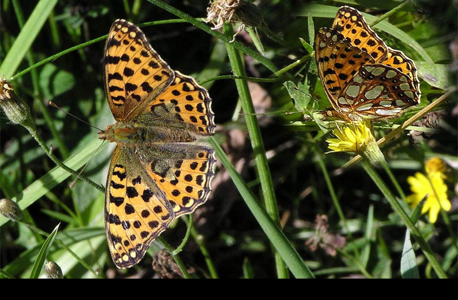 Tapeta issorialathonia