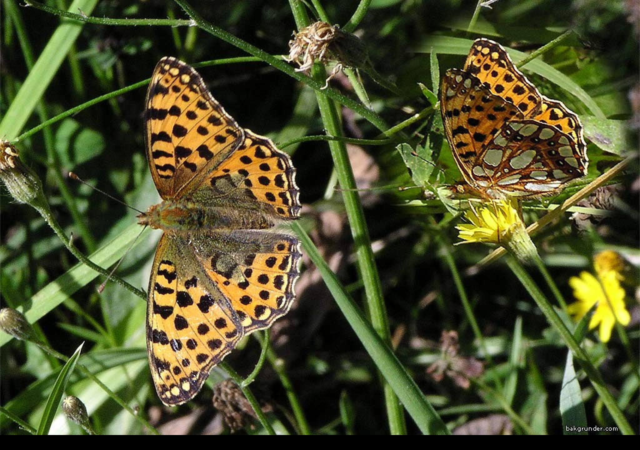 Tapeta issorialathonia