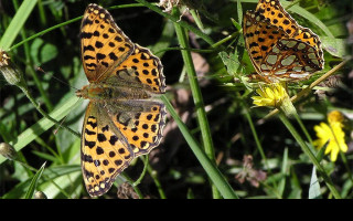 Tapeta issorialathonia