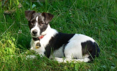 Tapeta: Jack Russel terir