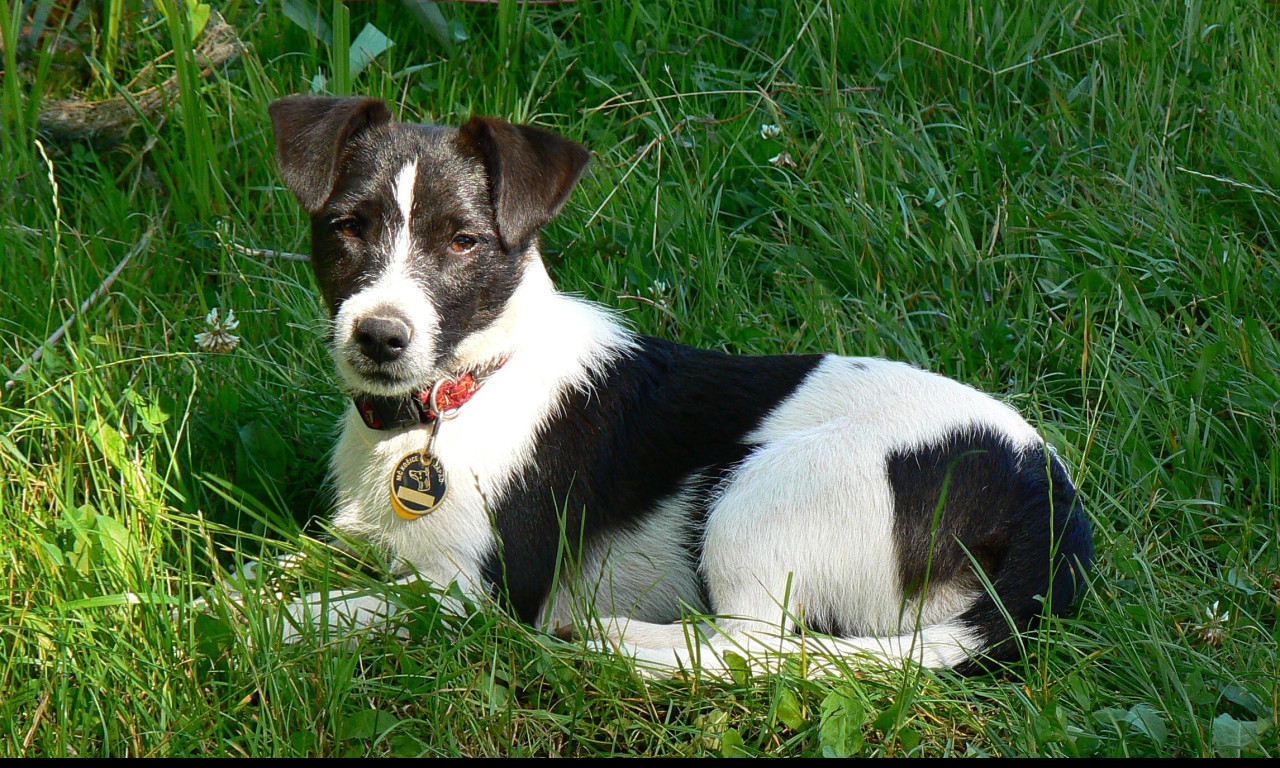 Tapeta jack_russel_terier
