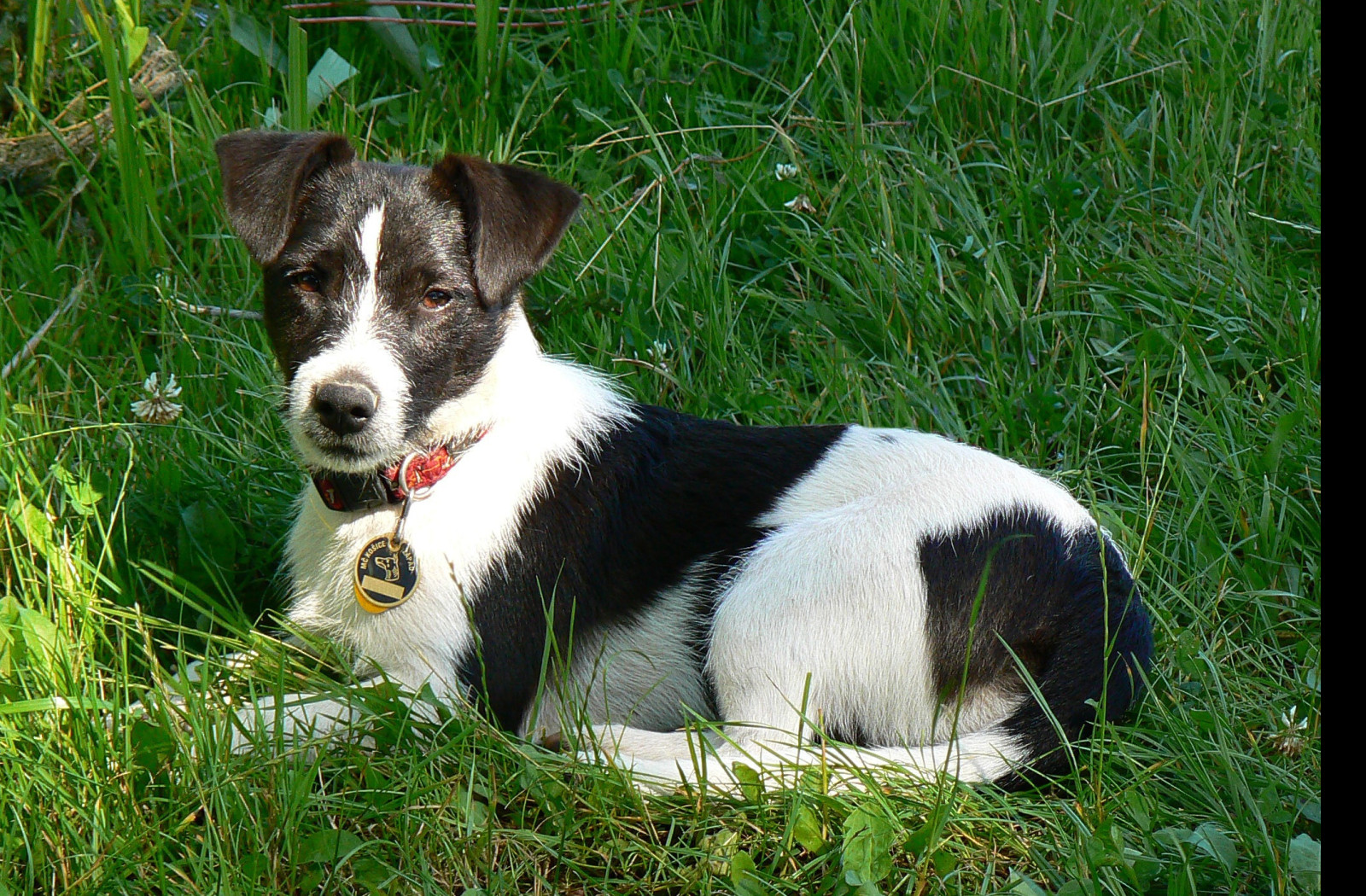 Tapeta jack_russel_terier