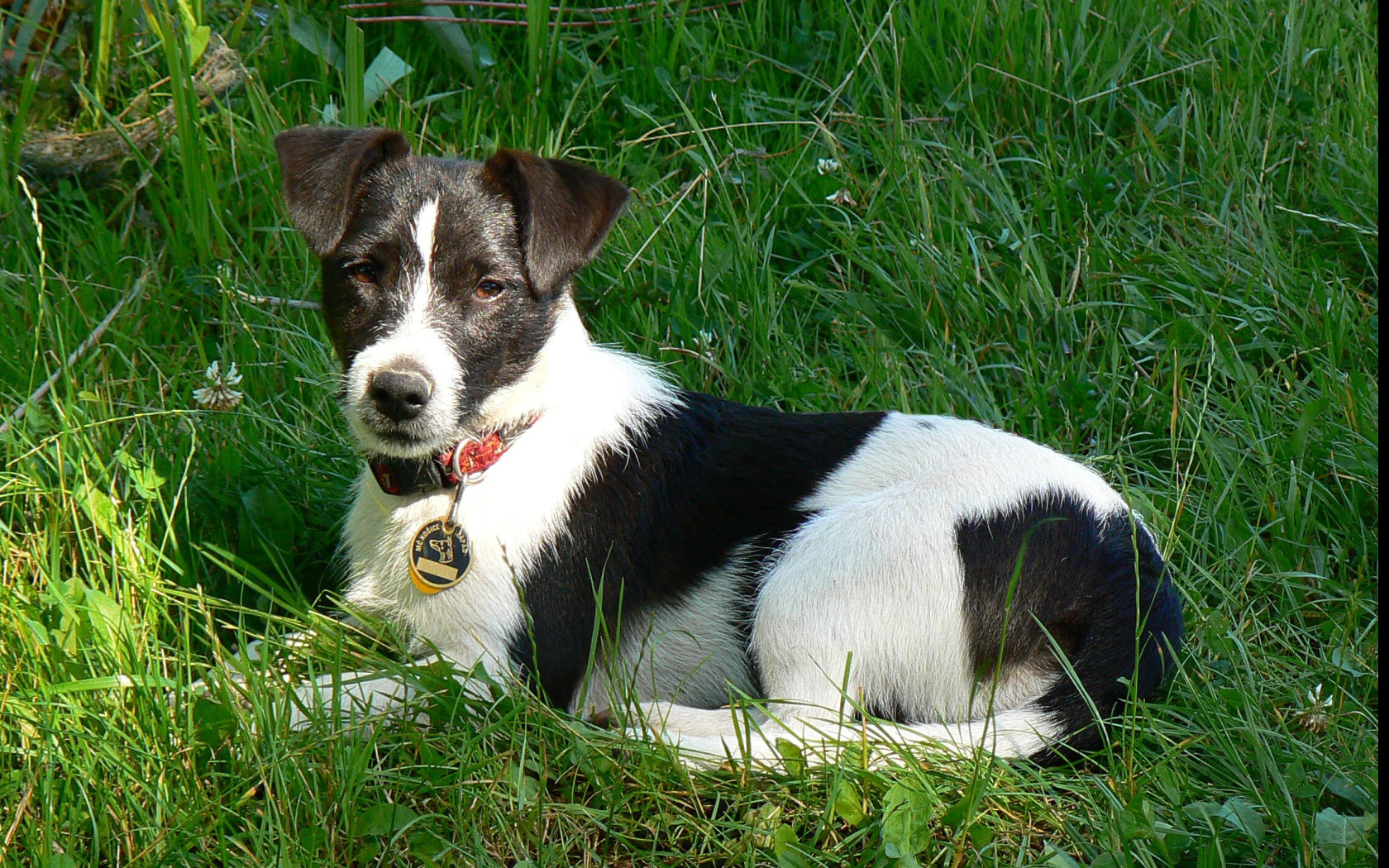 Tapeta jack_russel_terier