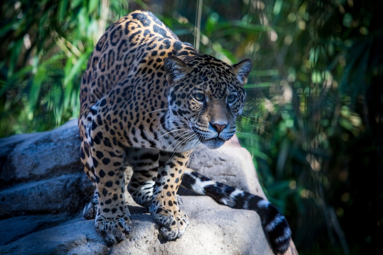 Tapeta jaguar