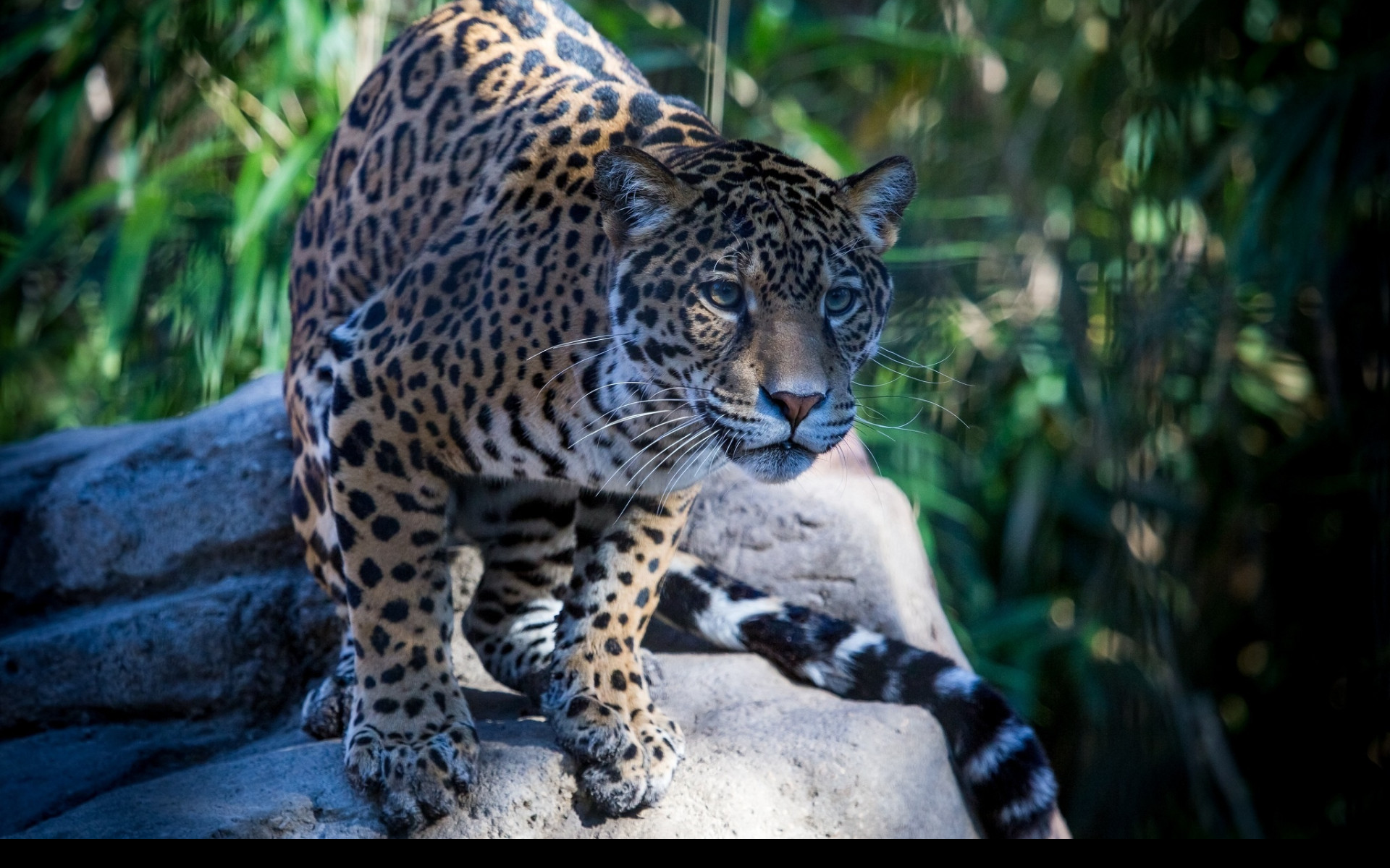 Tapeta jaguar