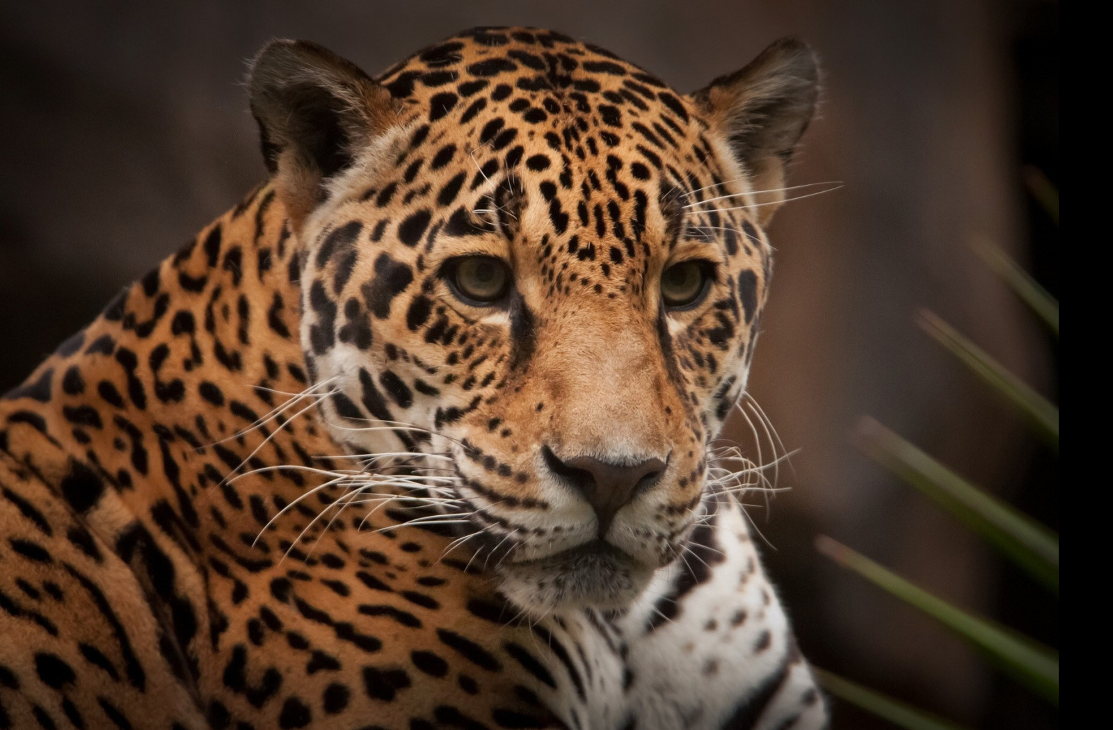 Tapeta jaguar_2