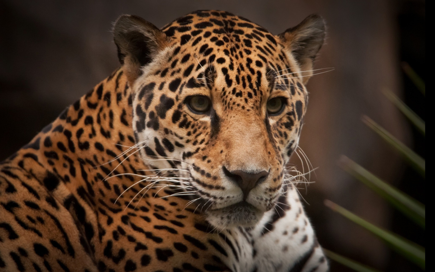 Tapeta jaguar_2