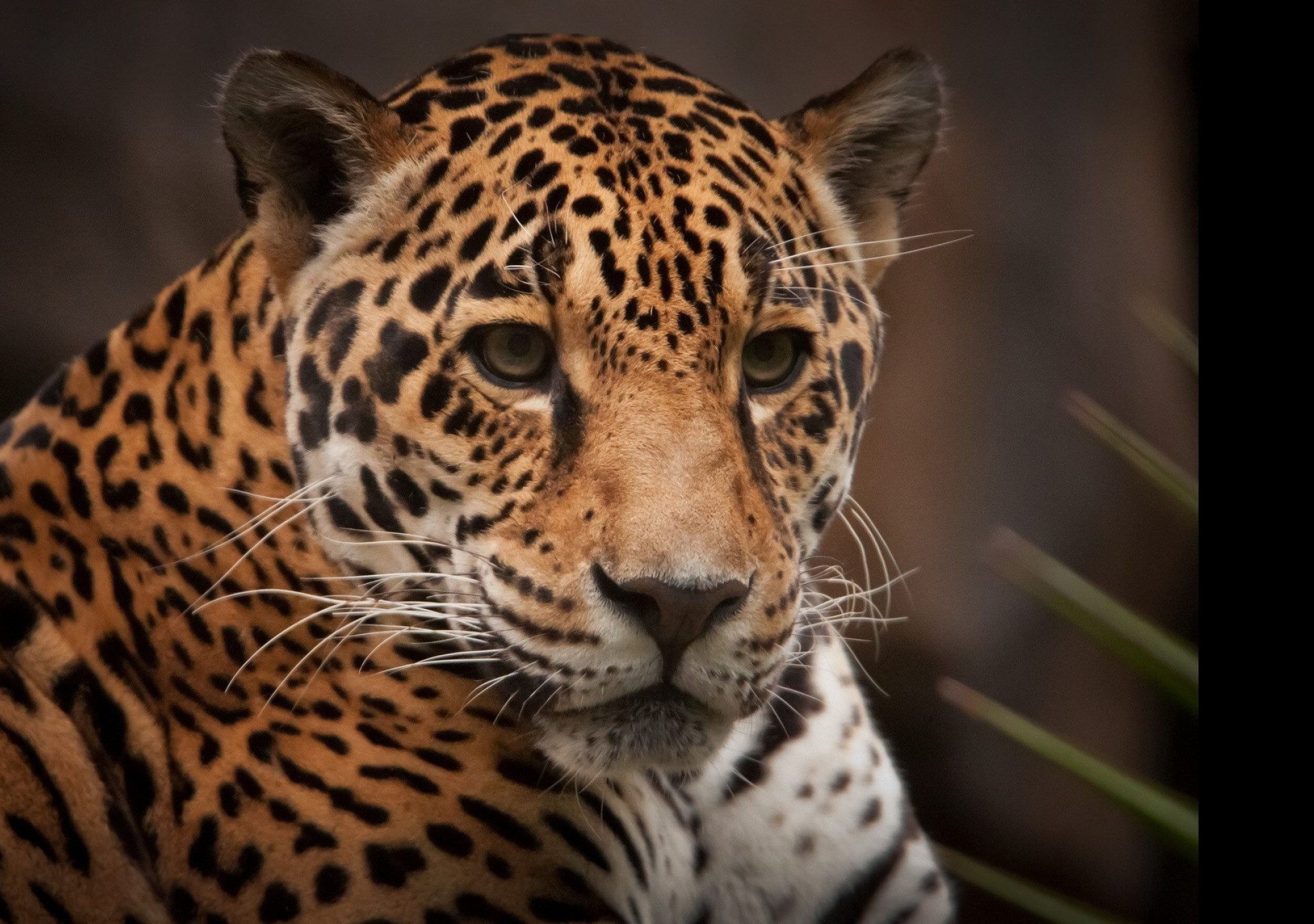Tapeta jaguar_2